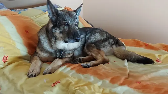 Zdjęcie zwierzaka klienta