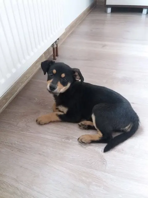 Zdjęcie zwierzaka klienta