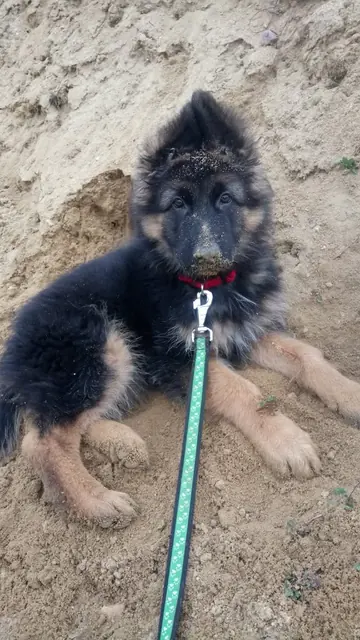 Zdjęcie zwierzaka klienta